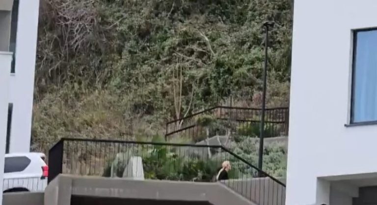 Dhëndri dhe vajza e Trump mbërrijnë në Vlorë, takime për projektin e ishullit të Sazanit