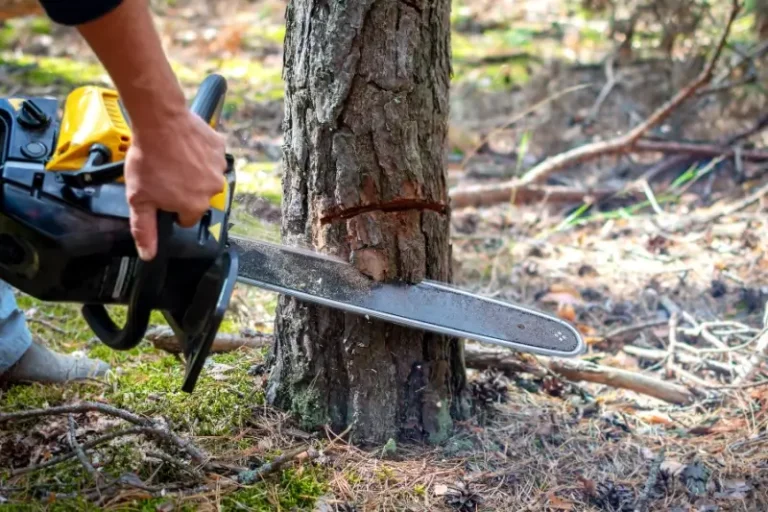 Tragjike në Rahovec: Humb jetën një person gjatë prerjes së një lisi