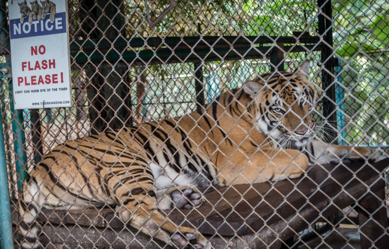 Epidemi e pazakontë, 72 tigra të ngordhur në kopshtin zoologjik të Chiang Mai