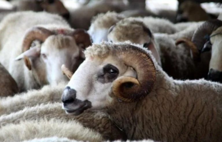 Shitja e kafshëve për Fitër Bajram do të kryhet vetëm në një lokacion në kryeqytet