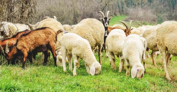 Konfirmohet rasti i parë i lisë së deleve dhe dhive në Kosovë, AUV-i vendos masa të rrepta në Ferizaj e Gjilan