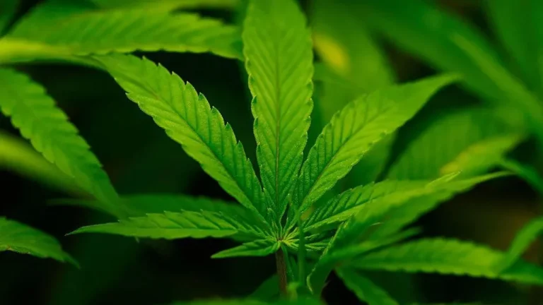 Administrata Trump riklasifikon kanabisin, konsiderohet si më pak i rrezikshëm