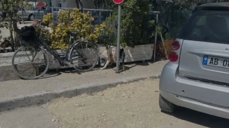 E rëndë në Shqipëri: Pitbulli kafshon në kokë një 4-vjeçare, dërgohet me urgjencë në spital