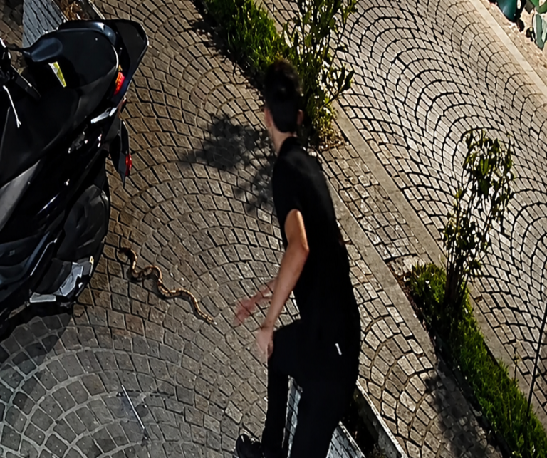 I riu “lufton” me gjarpërin në Prizren (VIDEO)